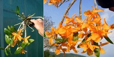 Dendrobium Stardust 'Firebird' orchidée, Orchid