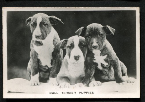 Tobacco card senior - card,,
