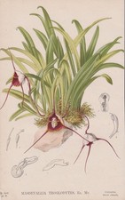 Masdevallia orchidea orchidea