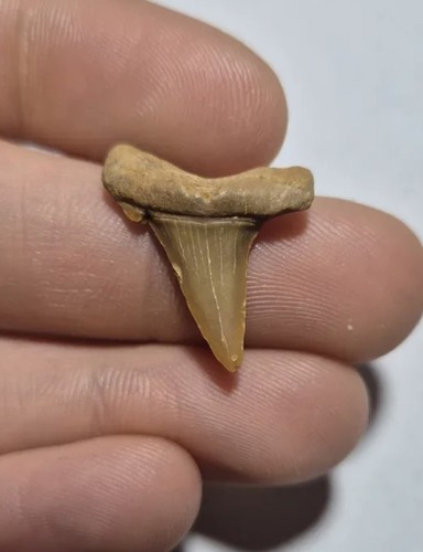 Dente fossile squalo - fossile,
