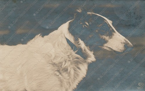 1923 cane borzoi levriero - 1923,