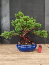 bonsai ginepro chinesis 40 cm