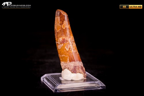 Dente spinosaurus - dente,