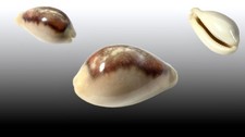 Cypraea spadicea, Puerto