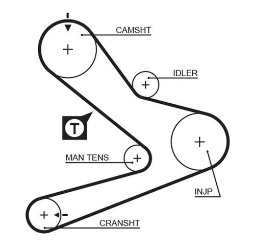 Cinghia distribuzione camma
