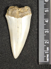 LUNGO! Grande dente fossile di squalo bianco ancestrale 100% naturale 8,54