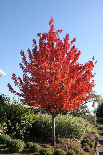 Acero rosso rubrum - acero,