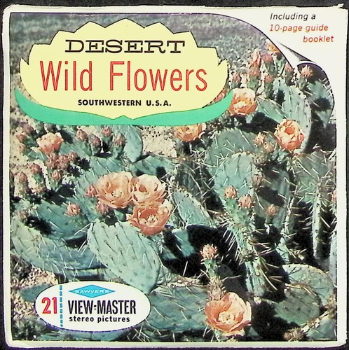 Desert wild flowers - wild,