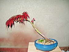 BONSAI ACER PALMATUM OREGON