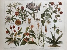 Grafica originale Flora