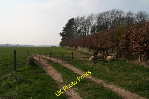 Photo 6x4 suffolk sheep a - 6x4, in