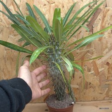 Pachypodium lamereii Vaso 10