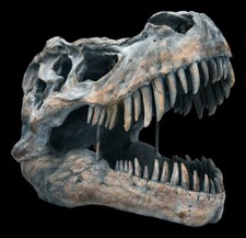 Teschio - Tyrannosaurus Rex -