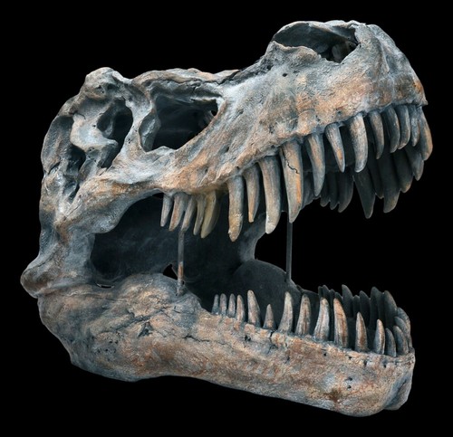 Teschio tyrannosaurus rex - -,