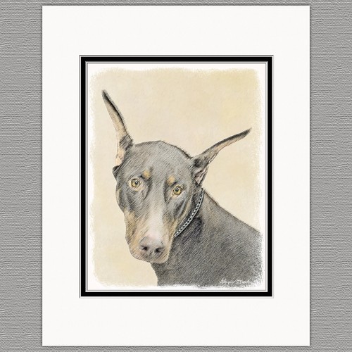 Doberman pinscher cane stampa - pinscher,