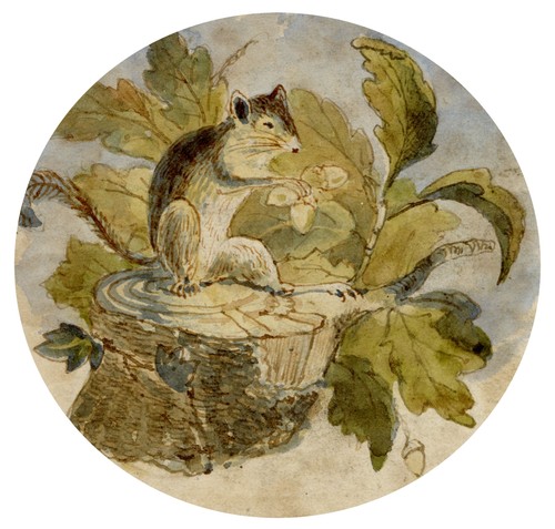 Quadro acquerello ghiro 1850 - quadro,