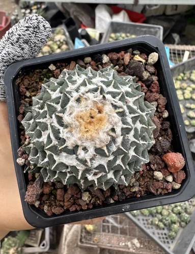 1pcs 7cm multi - teste, raro