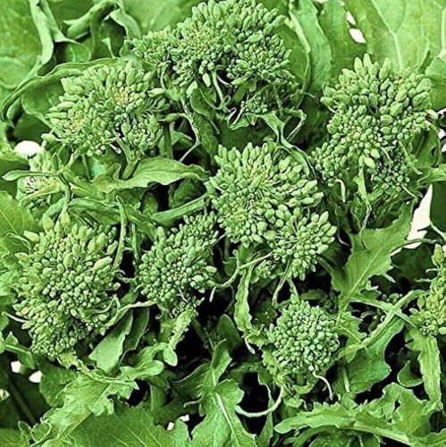 Broccoletto sessantina - broccoletto,