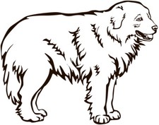 Adesivo MAREMMANO - adesivo