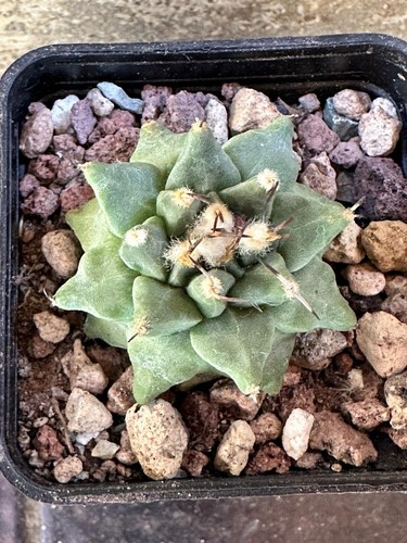 Turbinicarpus alonsoi xichu - turbinicarpus,