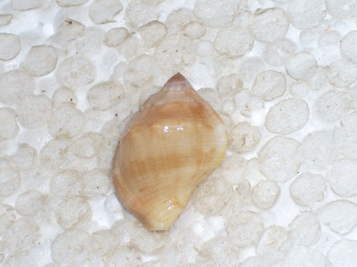 Aspa marginata special banded - aspa,