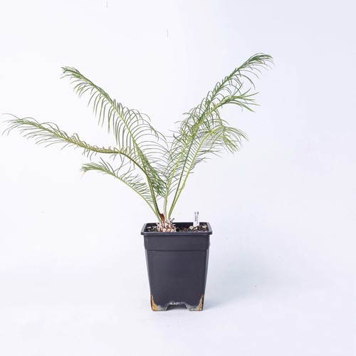 Cycas calcicola rare - calcicola,