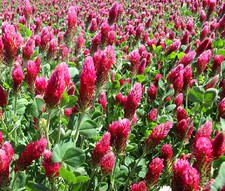 Trifolium Incarnatum ROSSO