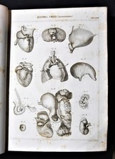 Stampa antica nomenclatura - Medicina Anatomia Umana Fisiologia - Splancnologia