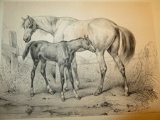 Victor ADAM (1801-1866) RARA