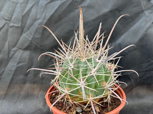 Ferocactus santamaria - ferocactus, il