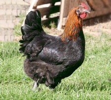 Uova Fertili Feconde  GALLINA