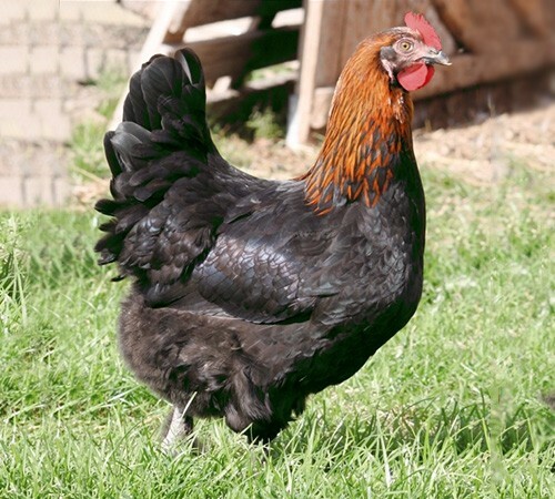 Uova fertili feconde leghorn - uova,