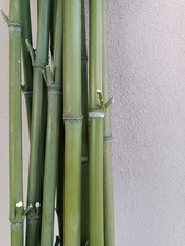 Canne di bamboo per orto - Altezza 120-180 cm, diam. 1-2 cm