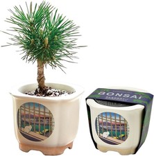 Kit Bonsai di Seishin Tougei