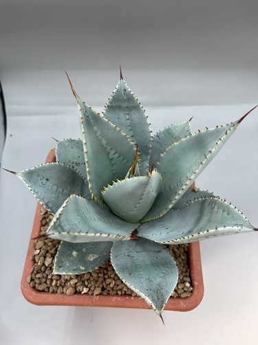 Agave pygmaea dragon toes - pygmaea,