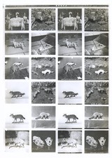 Plaque EDUCA n°90 HISTOIRE NATURELLE Mammifères CANIDÉS et MUSTÉLIDÉS 12 STEREOS