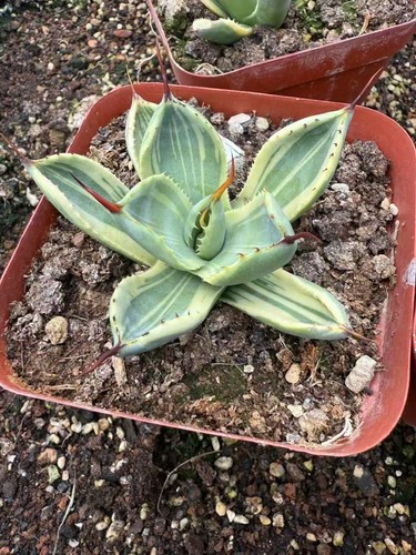 Rara pianta succulenta agave