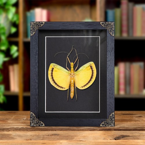Winged walking stick insect - stick, in