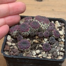 Sulcorebutia rauschii
