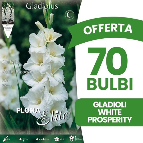 Bulbi primaverili offerta - bulbi, 70