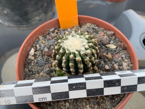 140 discocactus horstii - discocactus,