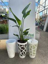 PIANTA DI STRELITZIA AUGUSTA