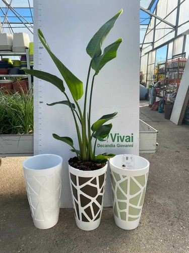 Pianta strelitzia augusta - pianta, di