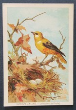 Immagine cromata LORIOT GIALLO