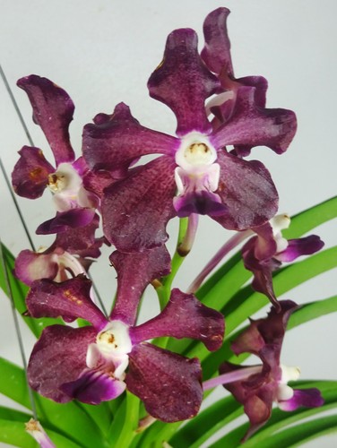 Vanda tessellata rossa