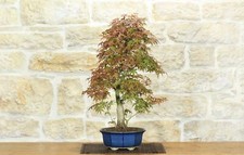 Bonsai di Acero Palmato