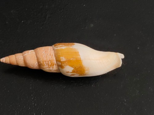 Conchiglia shell mitra isara - shell,