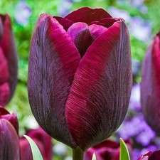 Tulipani bulbi di fiori cipolle Tulipa bordeaux rosso scuro 100 pz.