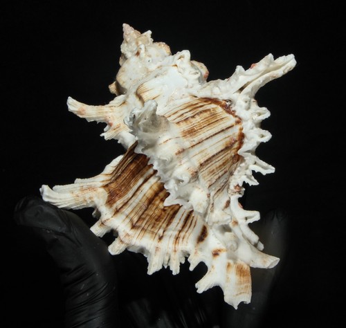 Seashell 136 chicoreus - -,