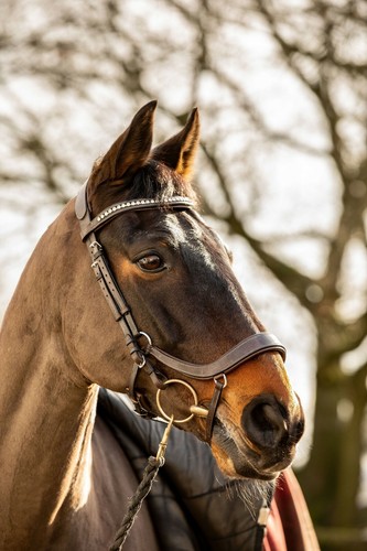 Equipride briglia anatomica - equipride,